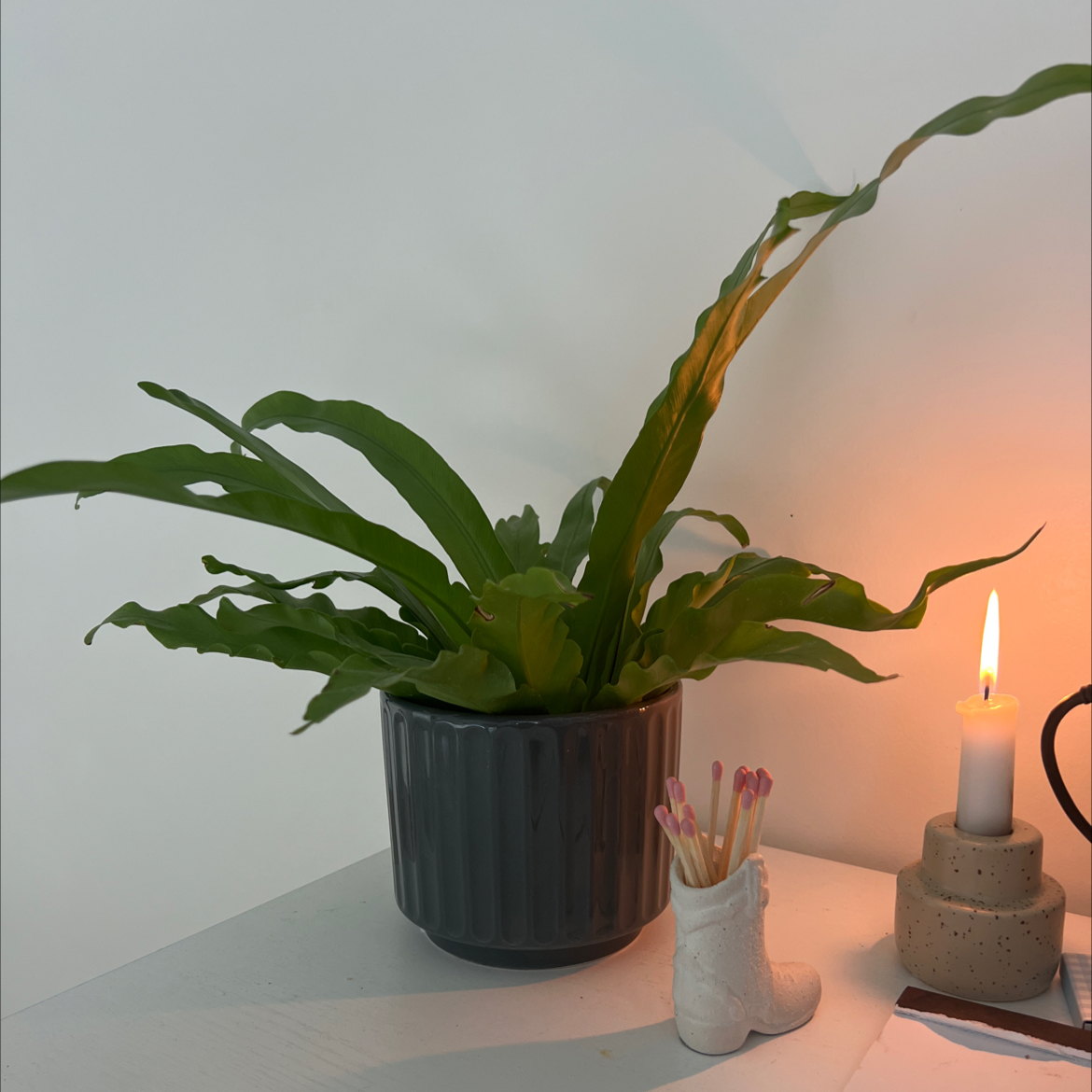 Hart's Tongue Fern in a pot on a white surface with a candle and decorative item.