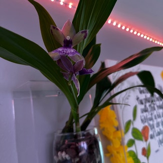 Zygopetalum Orchid plant in Somewhere on Earth