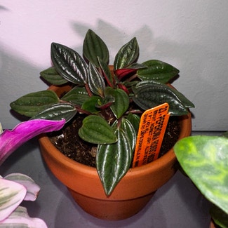 Peperomia 'Rosso' plant in Somewhere on Earth