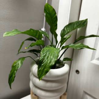 Domino Peace Lily plant in Somewhere on Earth