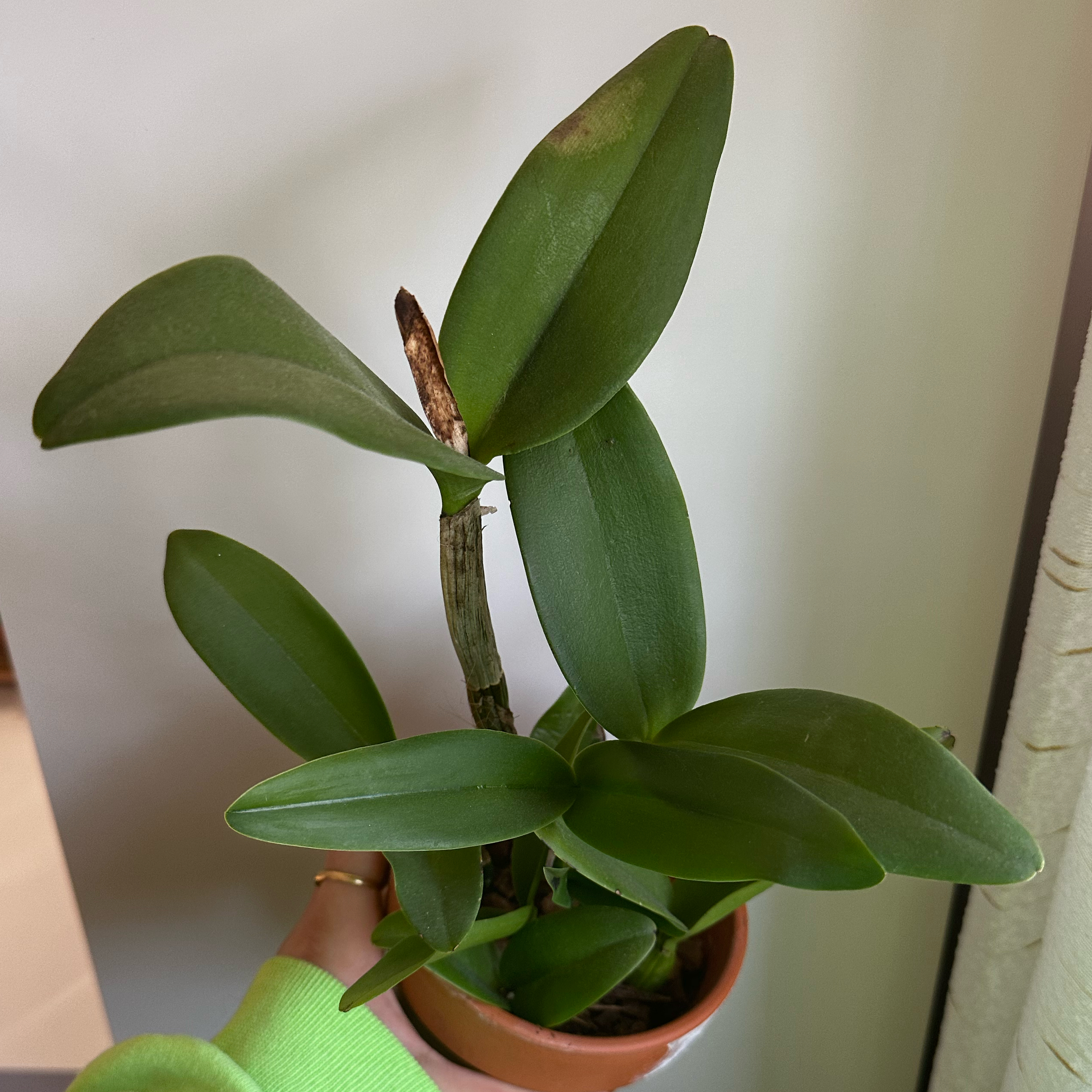 Cattleya Orchid with green leaves and some browning, held by a hand in a small pot.