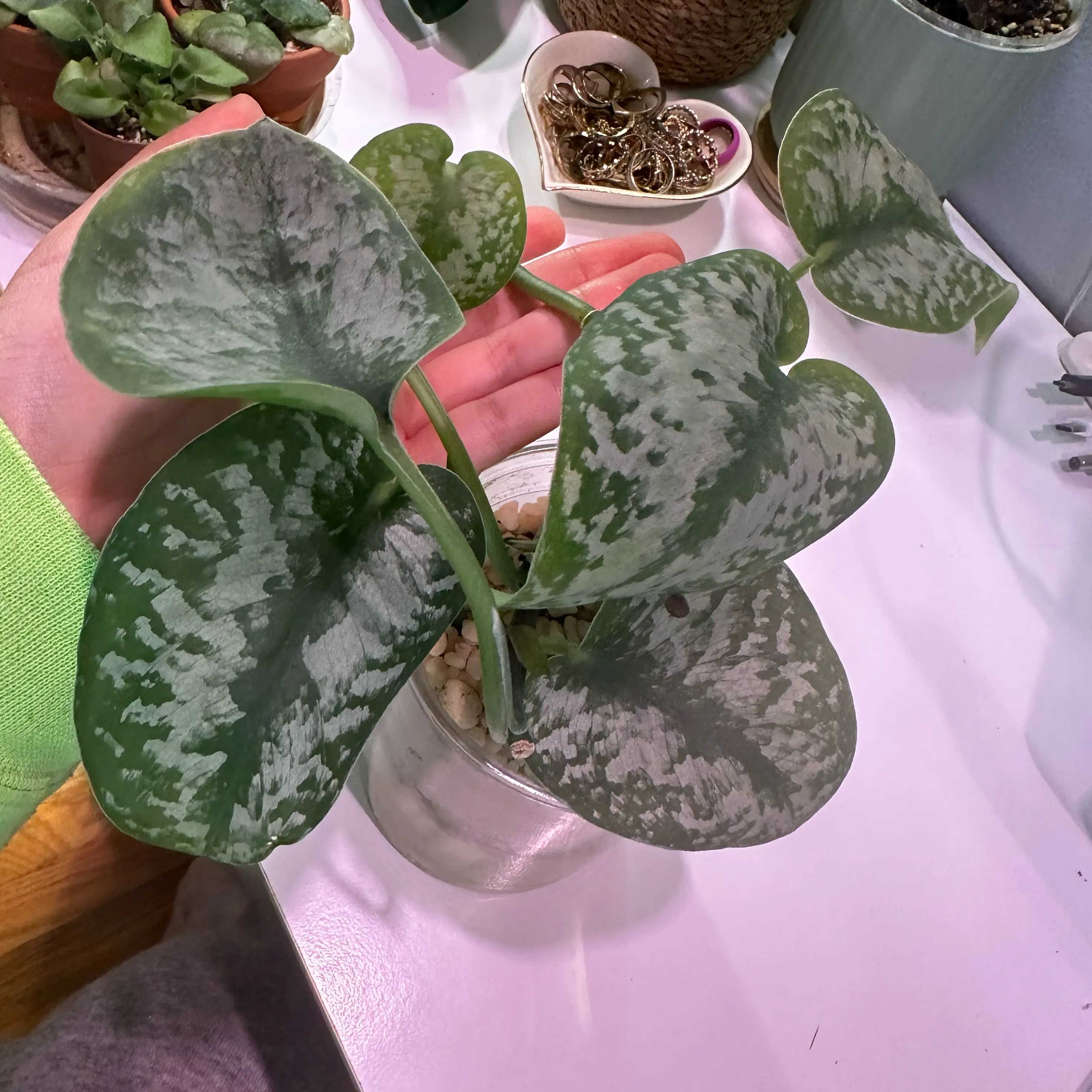 Photo of the plant species Scindapsus silver queen by @PlantitaMom named Nemo on Greg, the plant care app