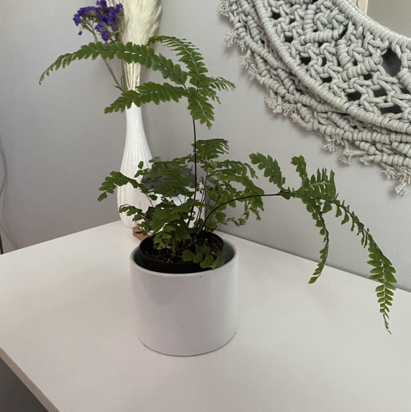 Rough Maidenhair Fern in a white pot on a white surface with a decorative background.