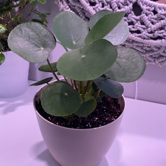 Chinese Money Plant plant in Somewhere on Earth