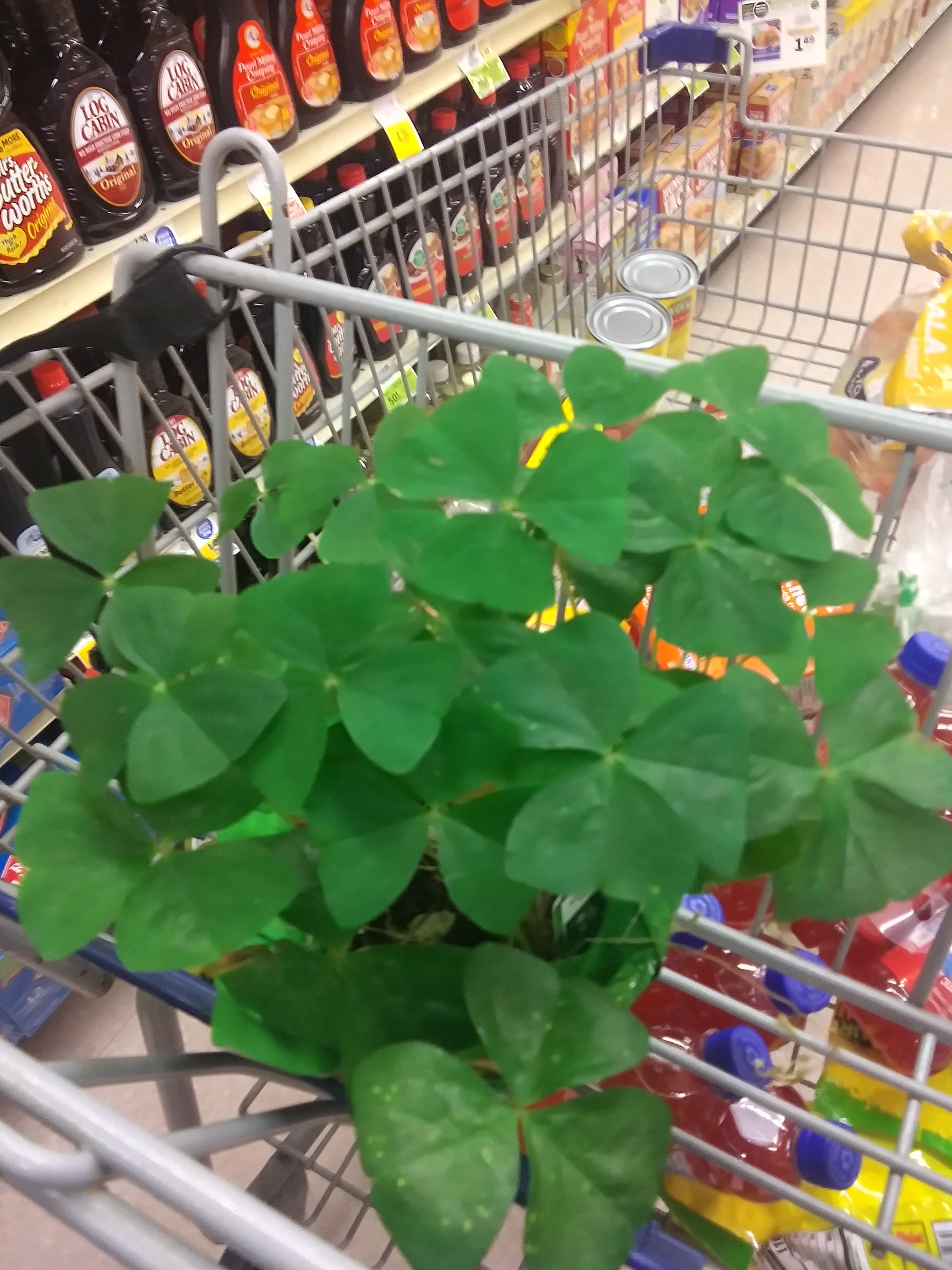 How to Cure Black Spots on Your White Dwarf Clover 🐞