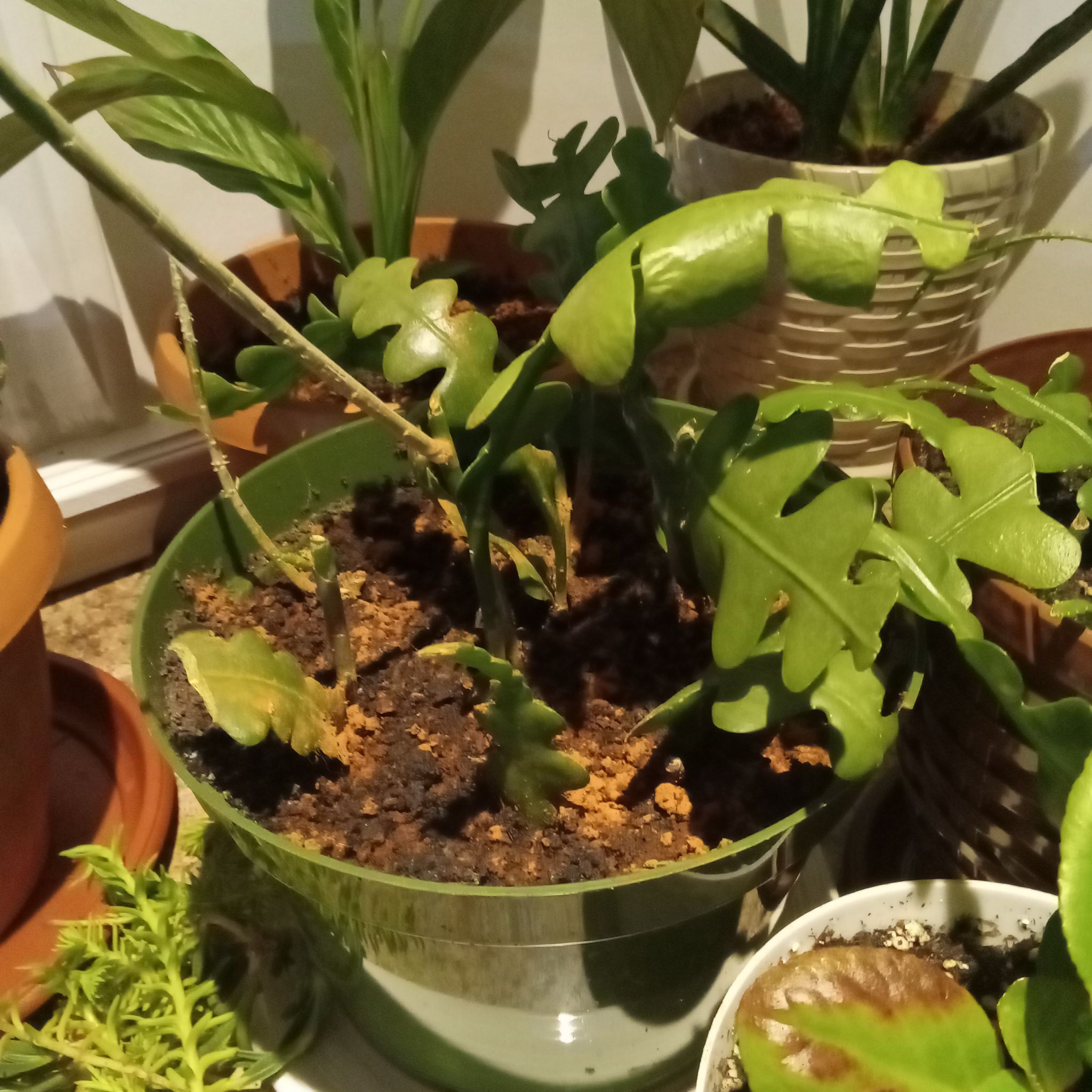 Fishbone Cactus