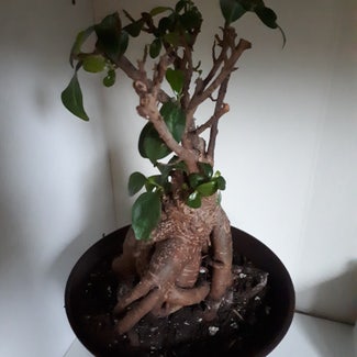 Ficus Ginseng plant in Paradise, Newfoundland and Labrador