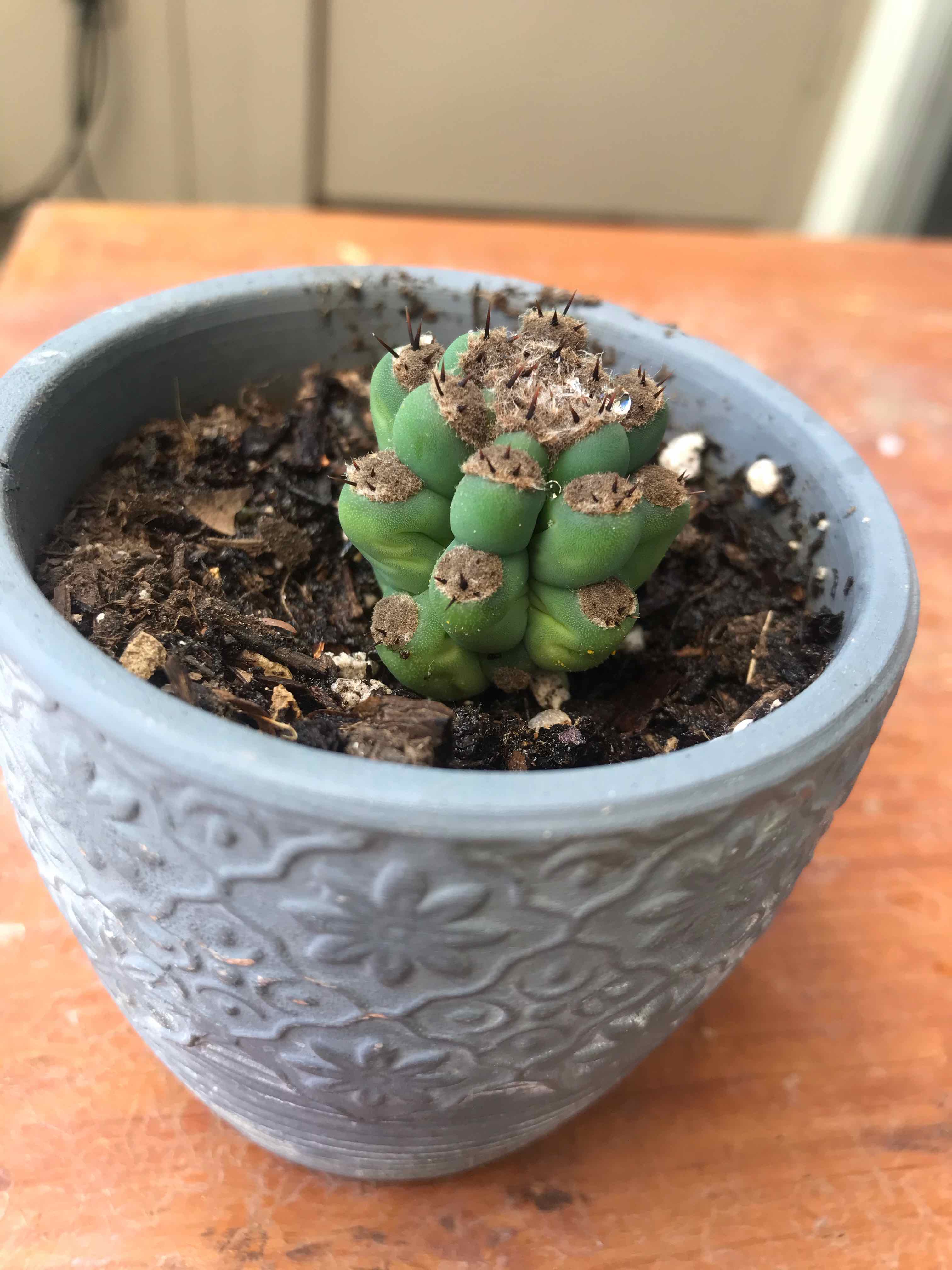 Pleated Cereus cactus in a decorative pot with some browning tips.