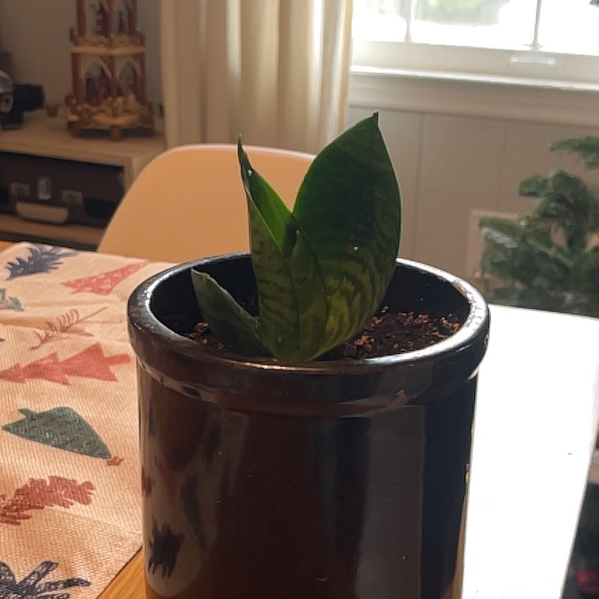 Photo of the plant species Futura Robusta Snake Plant by @CoolTaro named Lany on Greg, the plant care app