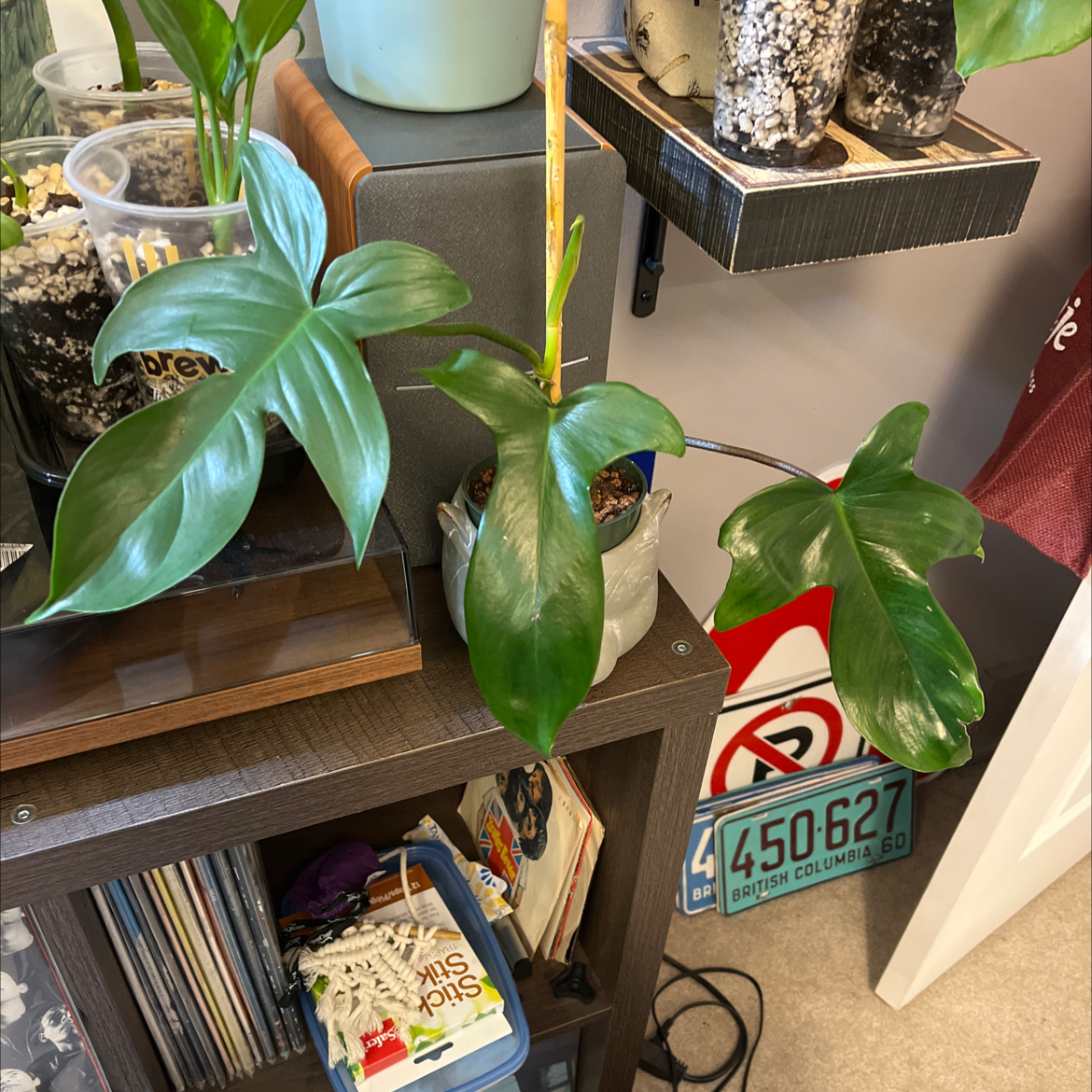 Philodendron 'Florida' plant with healthy green leaves on a shelf with other items.