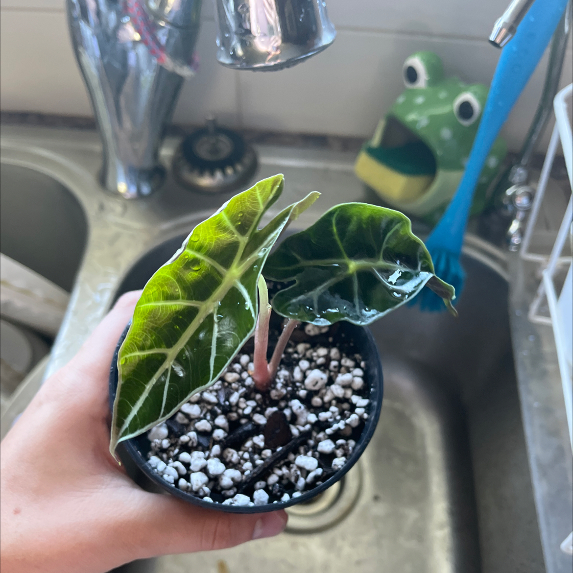 Alocasia Amazonica 'Polly' plant with healthy leaves, held over a sink.