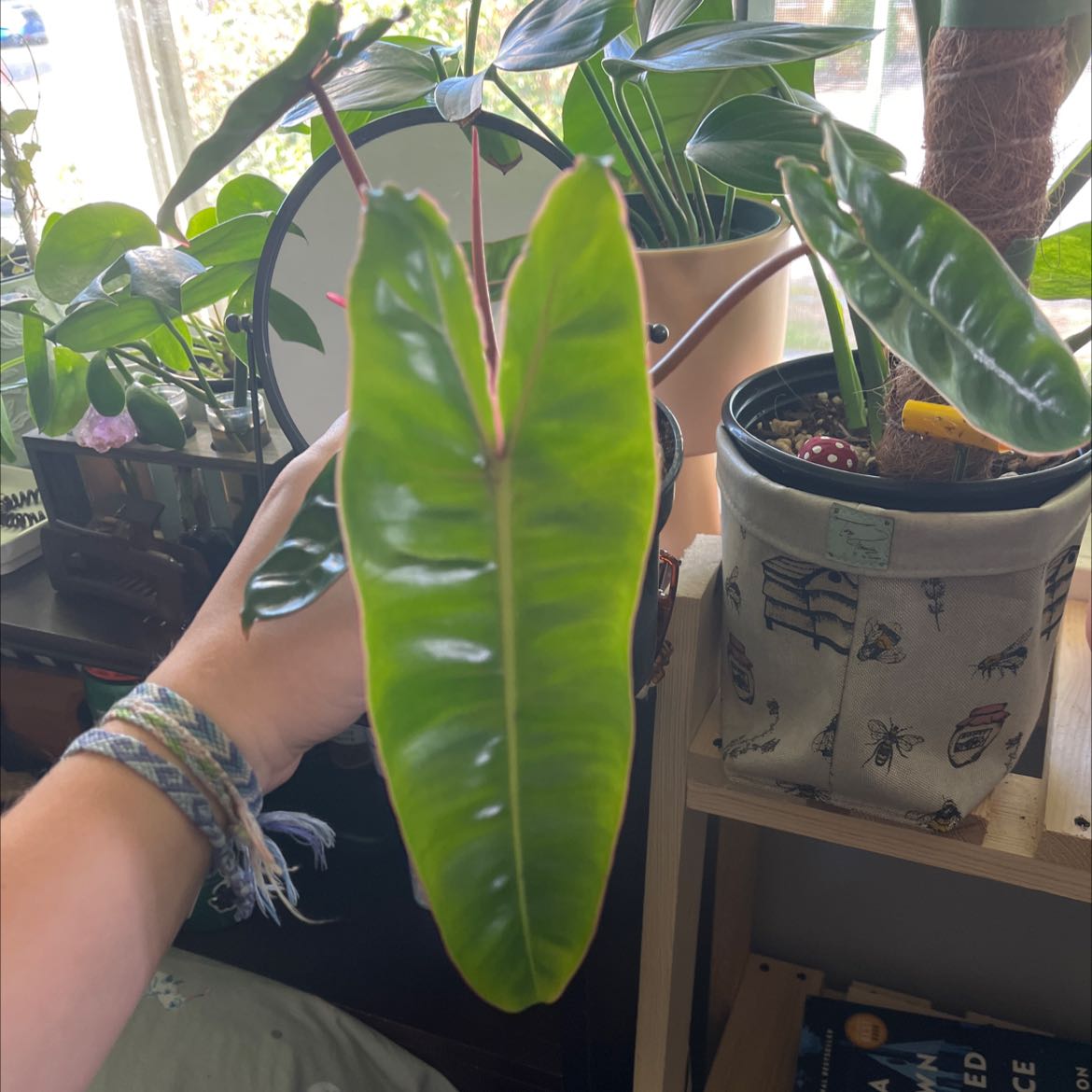 Philodendron billietiae plant with a prominent green leaf being held by a hand.