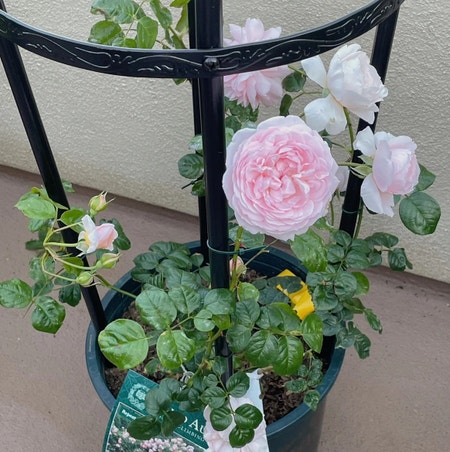Photo of the plant species David Austin Rose by Glossychervil named Strawberry Hill DA on Greg, the plant care app
