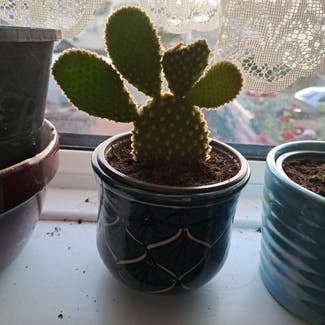 Bunny Ears Cactus plant in Plymouth, England