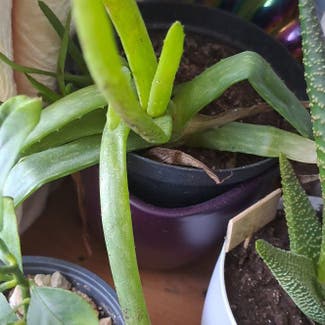 Aloe Vera plant in Plymouth, England