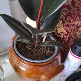 Rubber Plant plant in Plymouth, England
