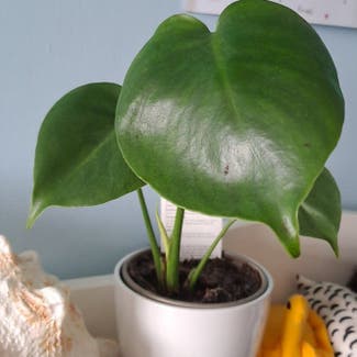 Monstera plant in Plymouth, England