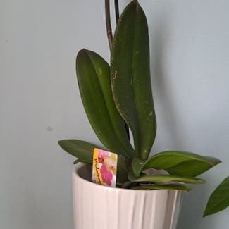 Phalaenopsis Orchid plant in Plymouth, England