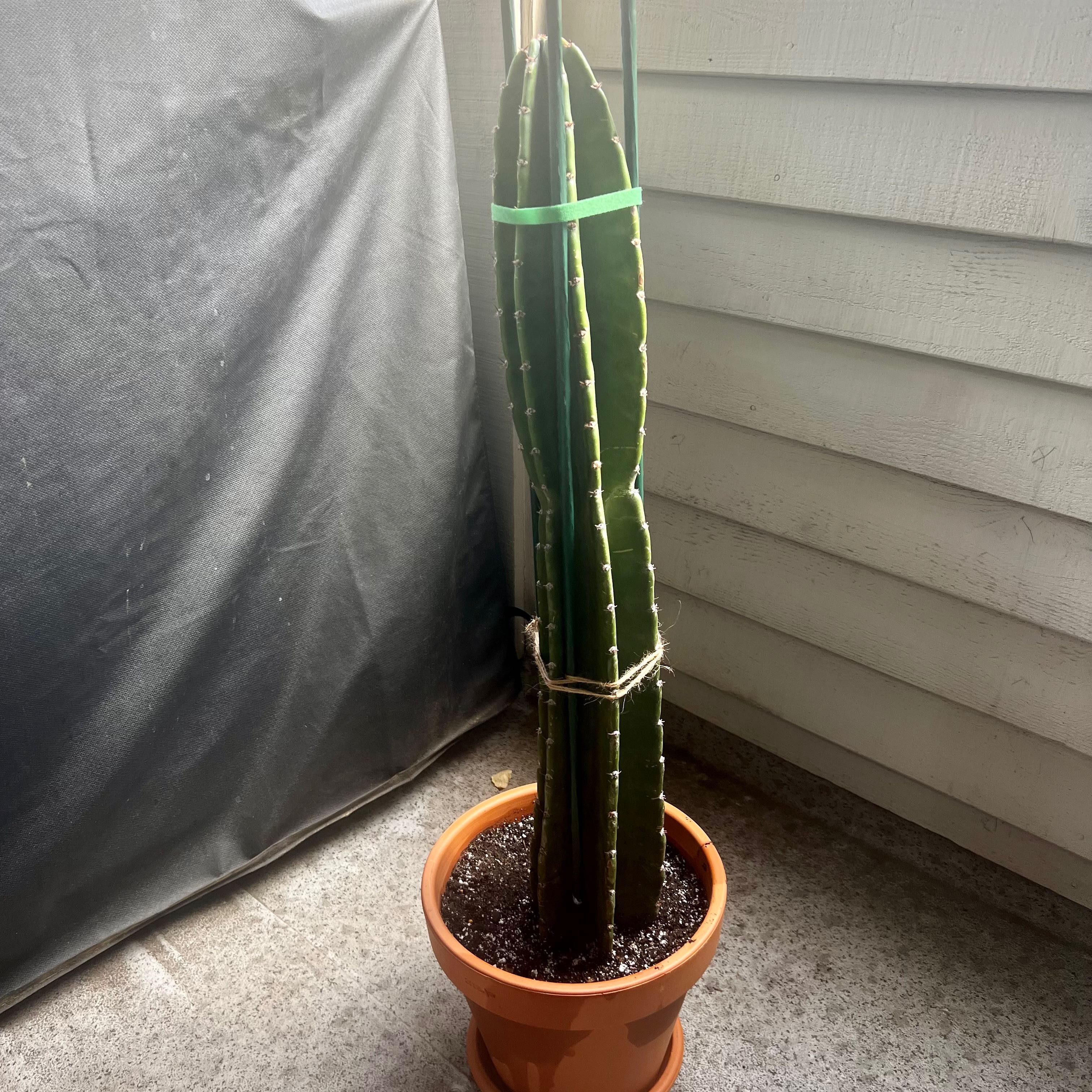 Photo of the plant species Cereus peruvianus 'Paolina' by @GodsendBlueech named Pedro on Greg, the plant care app