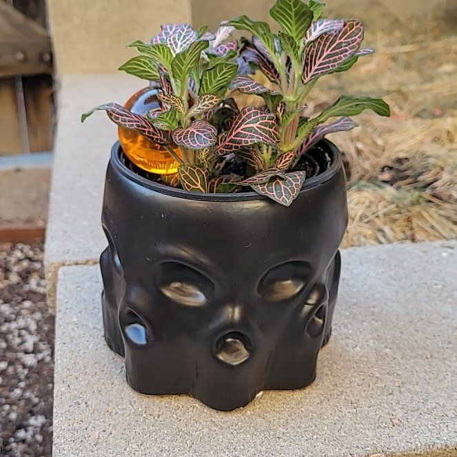 Photo of the plant species Pink Angel Fittonia by @ShinyLoquat named Facebones on Greg, the plant care app