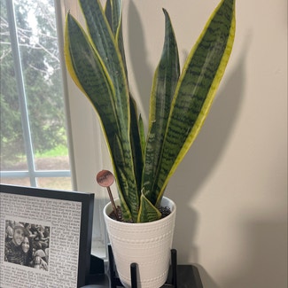Snake Plant plant in DeForest, Wisconsin
