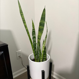 Snake Plant plant in DeForest, Wisconsin