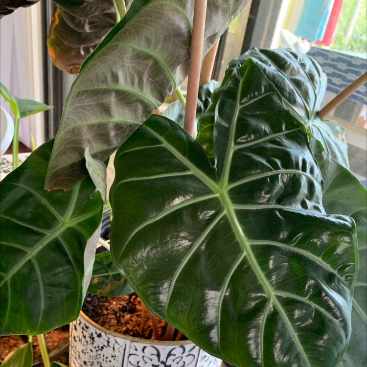 New Guinea Shield plant with large, glossy, dark green leaves and prominent veins.