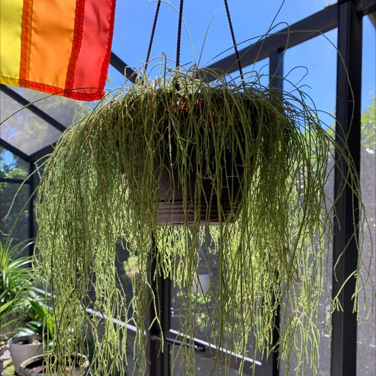 Hanging pot with a healthy Whisk Fern in a screened enclosure with a colorful flag.