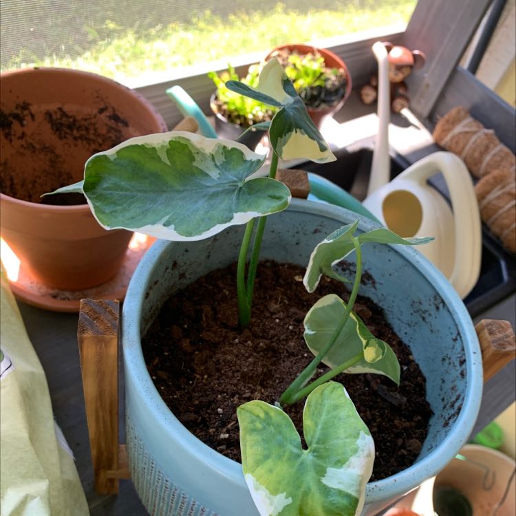 Potted Mickey Mouse Taro plant with variegated leaves on a windowsill.