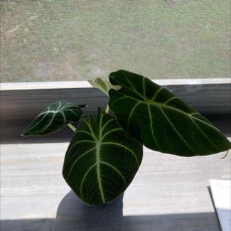 Alocasia Polly Plant plant in Longwood, Florida