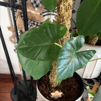 Variegated Alocasia plant in Longwood, Florida
