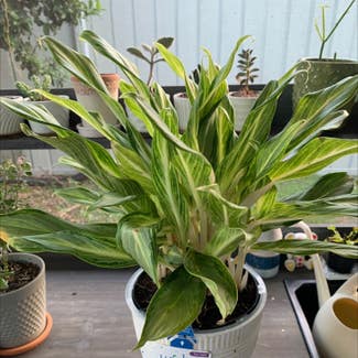 Chinese Evergreen plant in Longwood, Florida