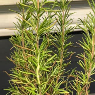 Rosemary plant in Longwood, Florida