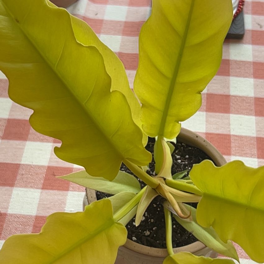 Photo of the plant species Philodendron 'Golden Saw' by @dejavuLD143 named Goldie on Greg, the plant care app