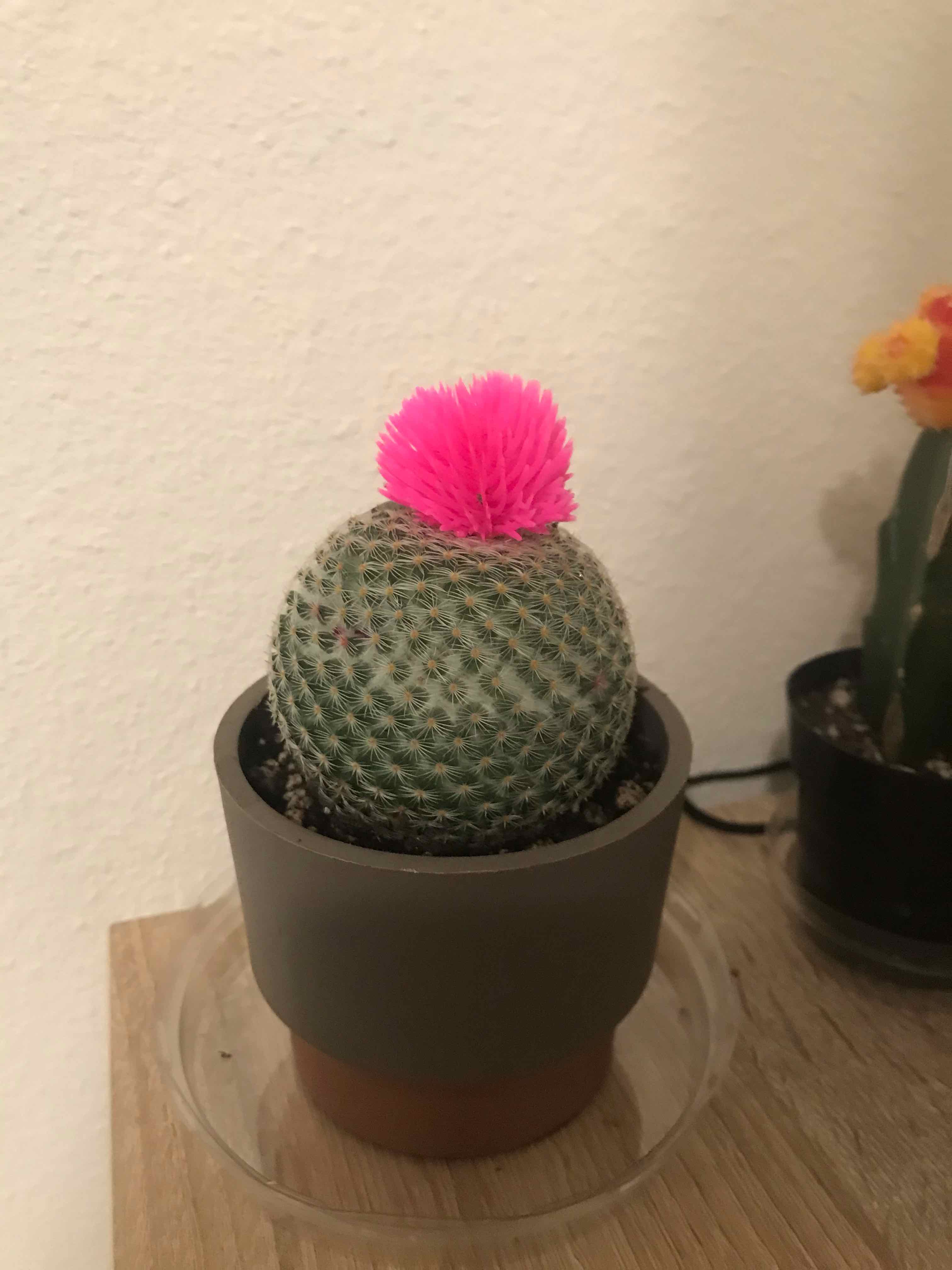 Button Cactus in a pot with a pink decoration on top, another cactus in the background.