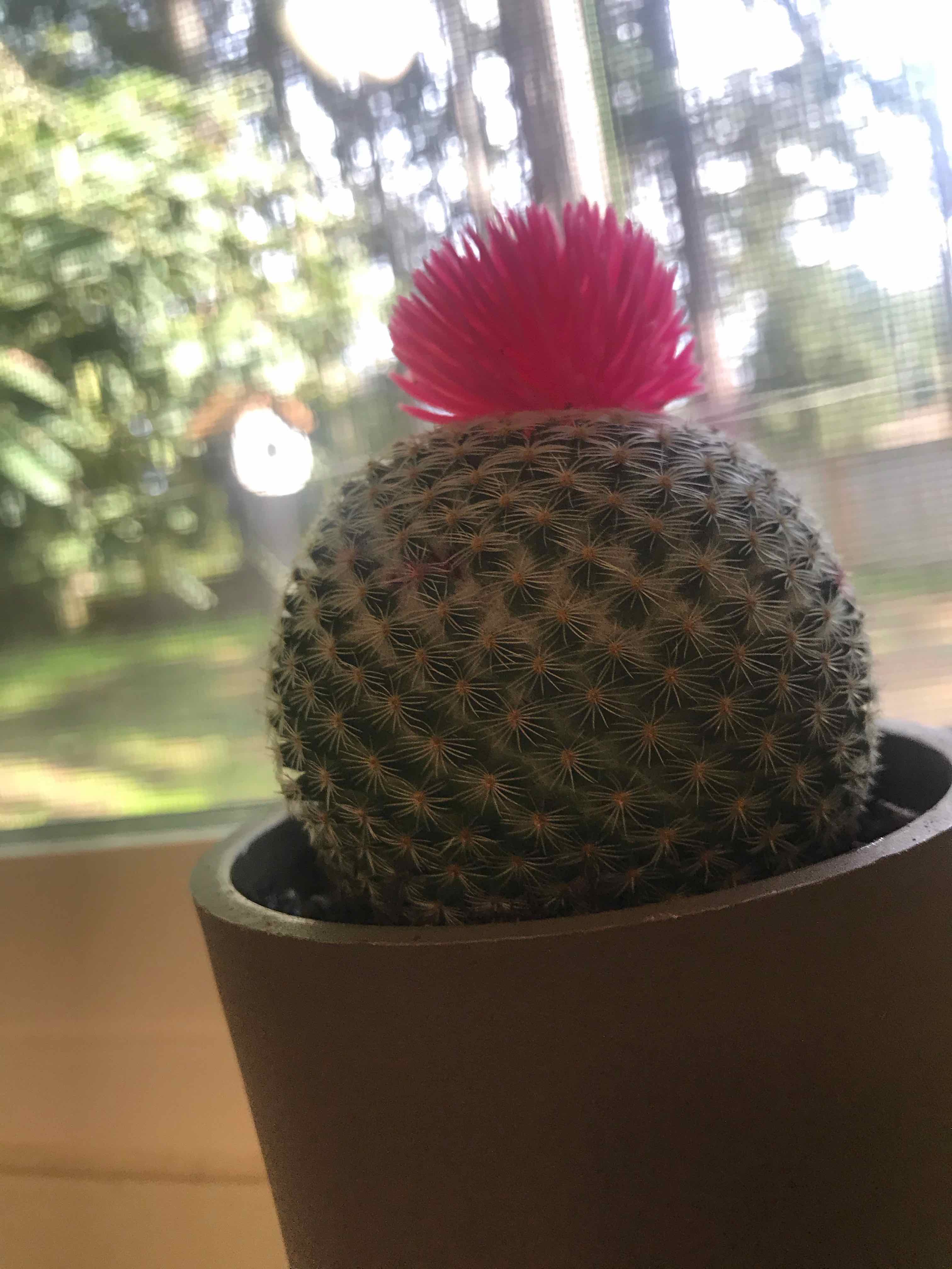 Button Cactus in a pot with a bright pink artificial flower on top.