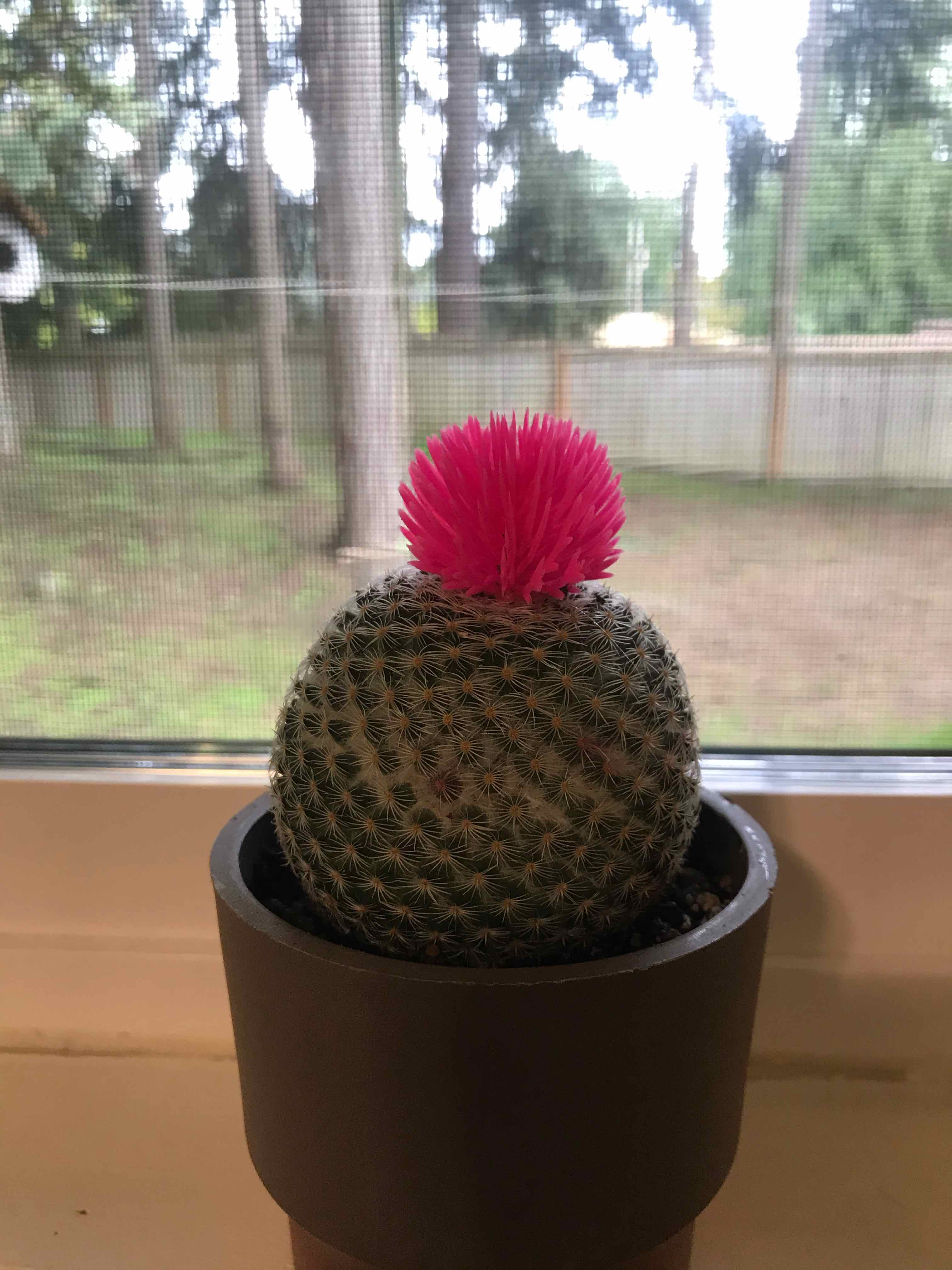 Button Cactus in a pot on a windowsill with a bright pink artificial flower on top.