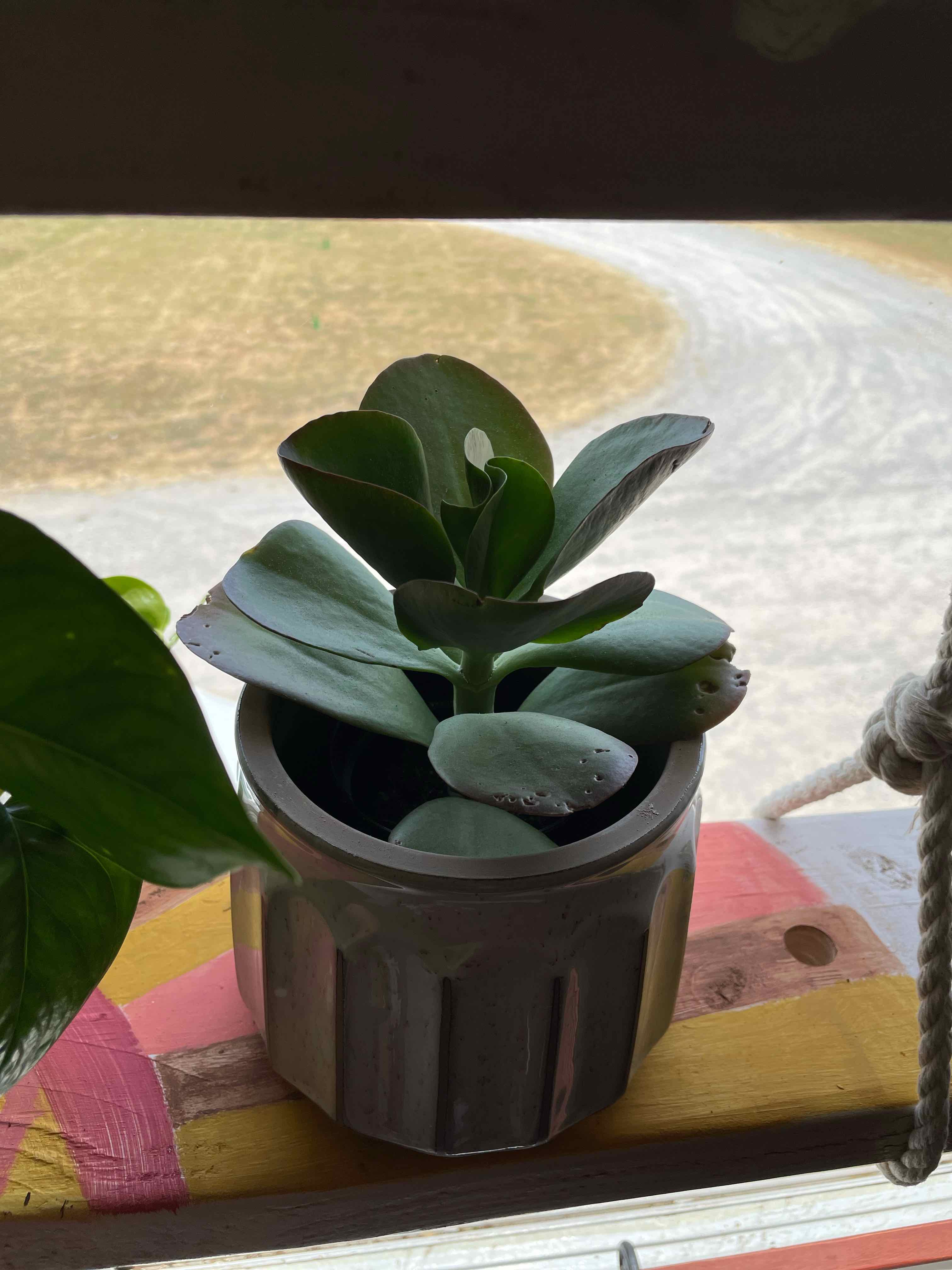 Kalanchoe 'Dragonfire' plant in a pot, healthy with no visible leaf discoloration.
