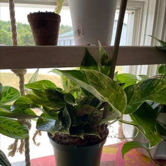 Marble Queen Pothos plant in Haskell, Oklahoma