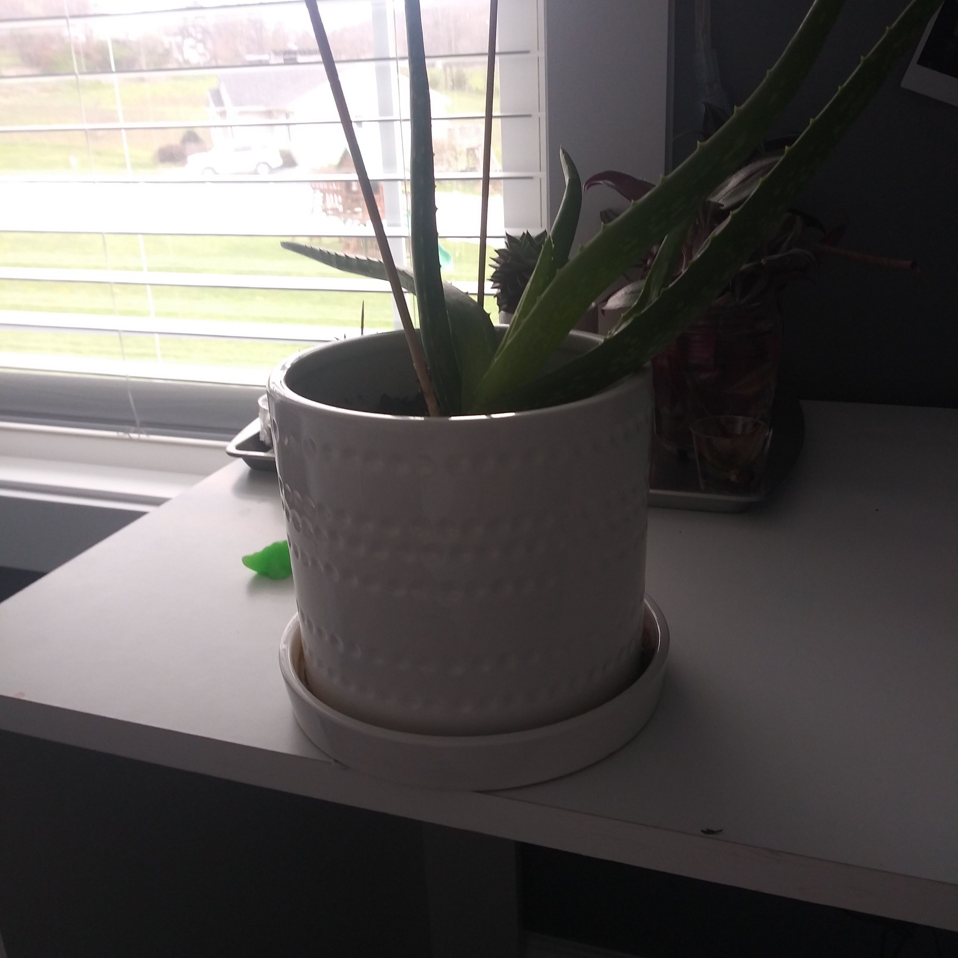 Photo from the post