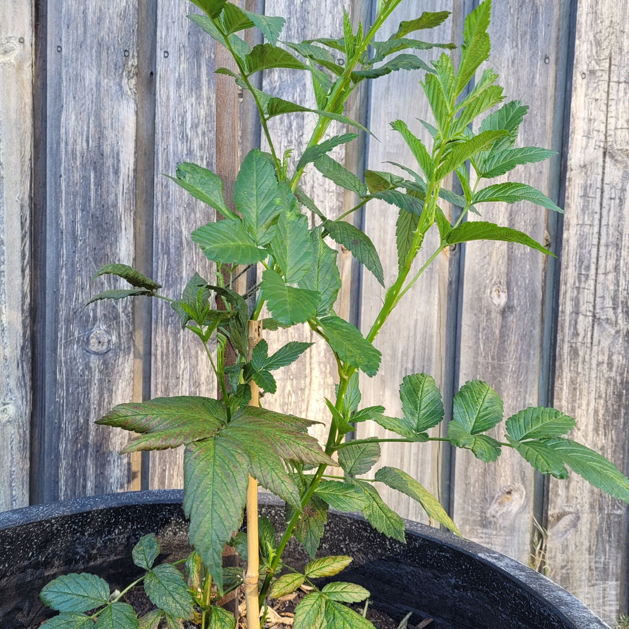 European Red Raspberry plant in a pot against a wooden fence, with mostly green leaves.