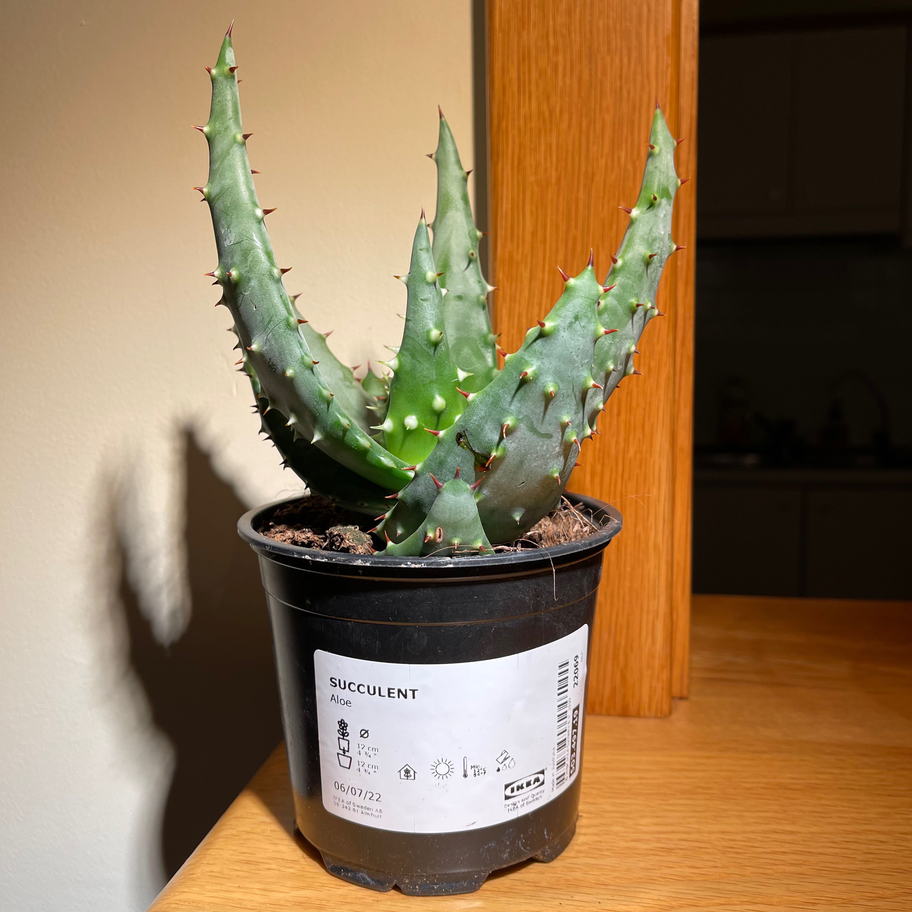 Photo of the plant species Red Hot Poker Aloe by @planttok named Aloe aculeata on Greg, the plant care app