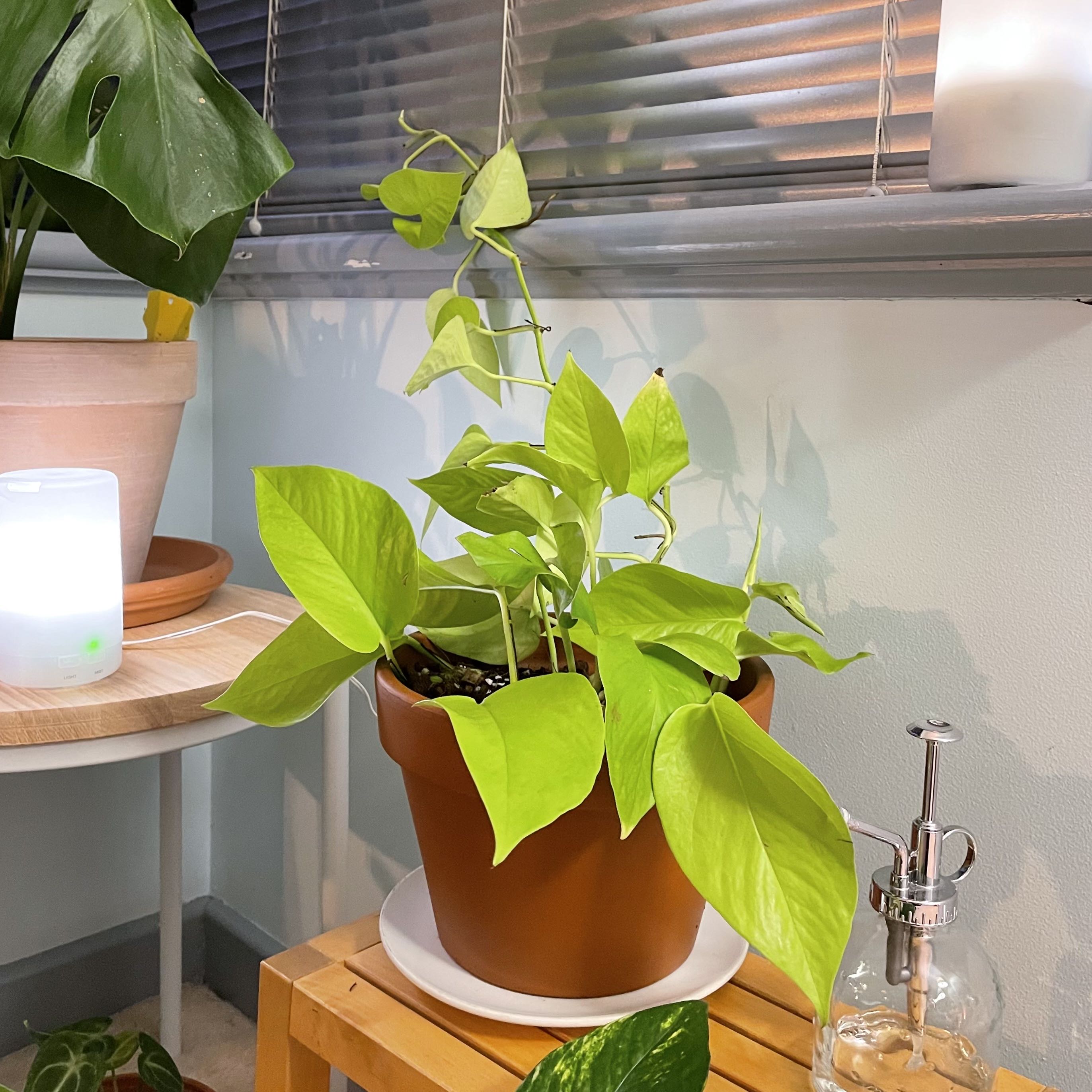 Photo of the plant species Epipremnum aureum 'Goldilocks' by @planttok named Epipremnum aureum (Goldilocks) on Greg, the plant care app