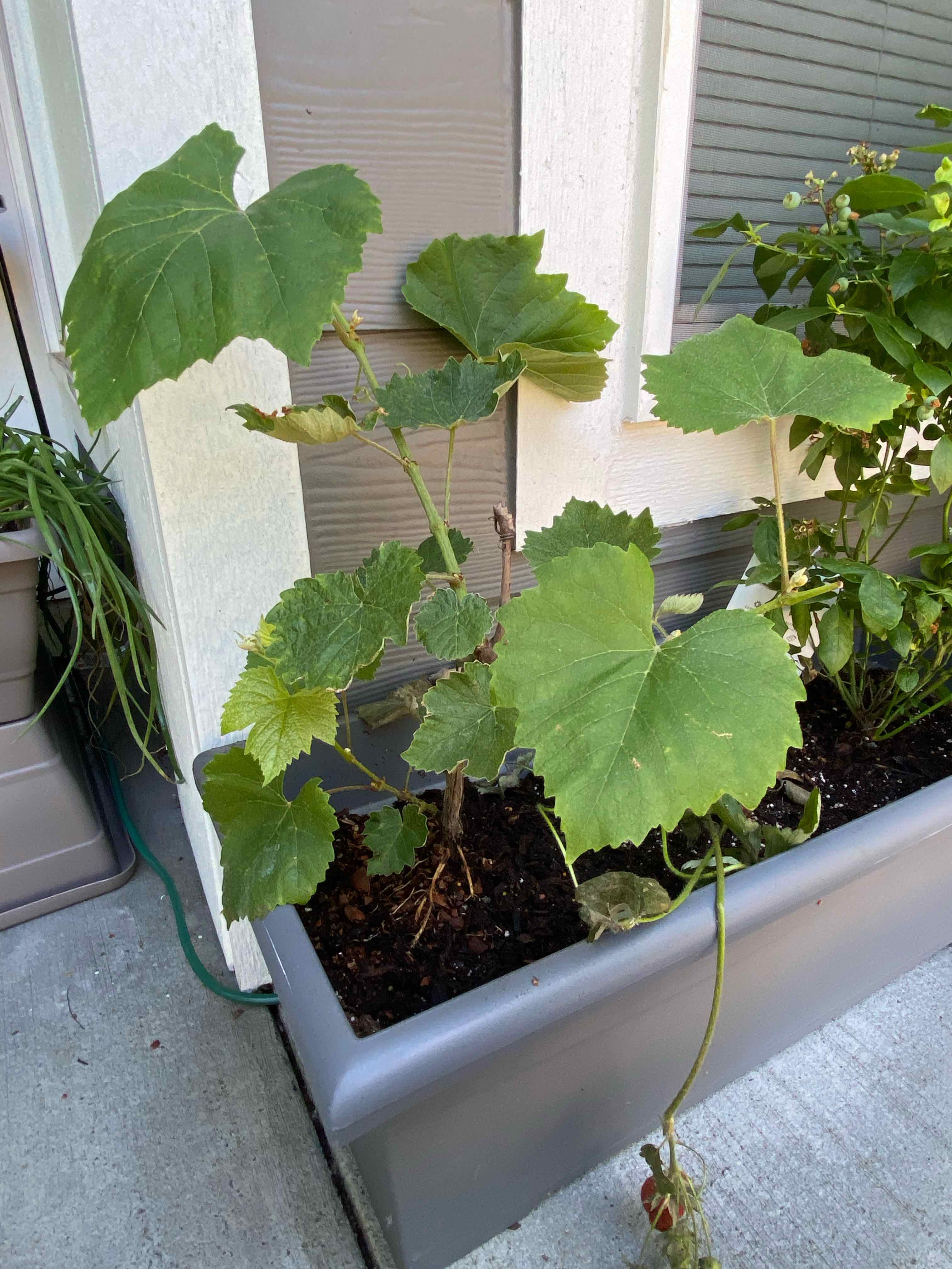 Wine grape plant in a rectangular planter with visible soil and minor leaf yellowing and browning.