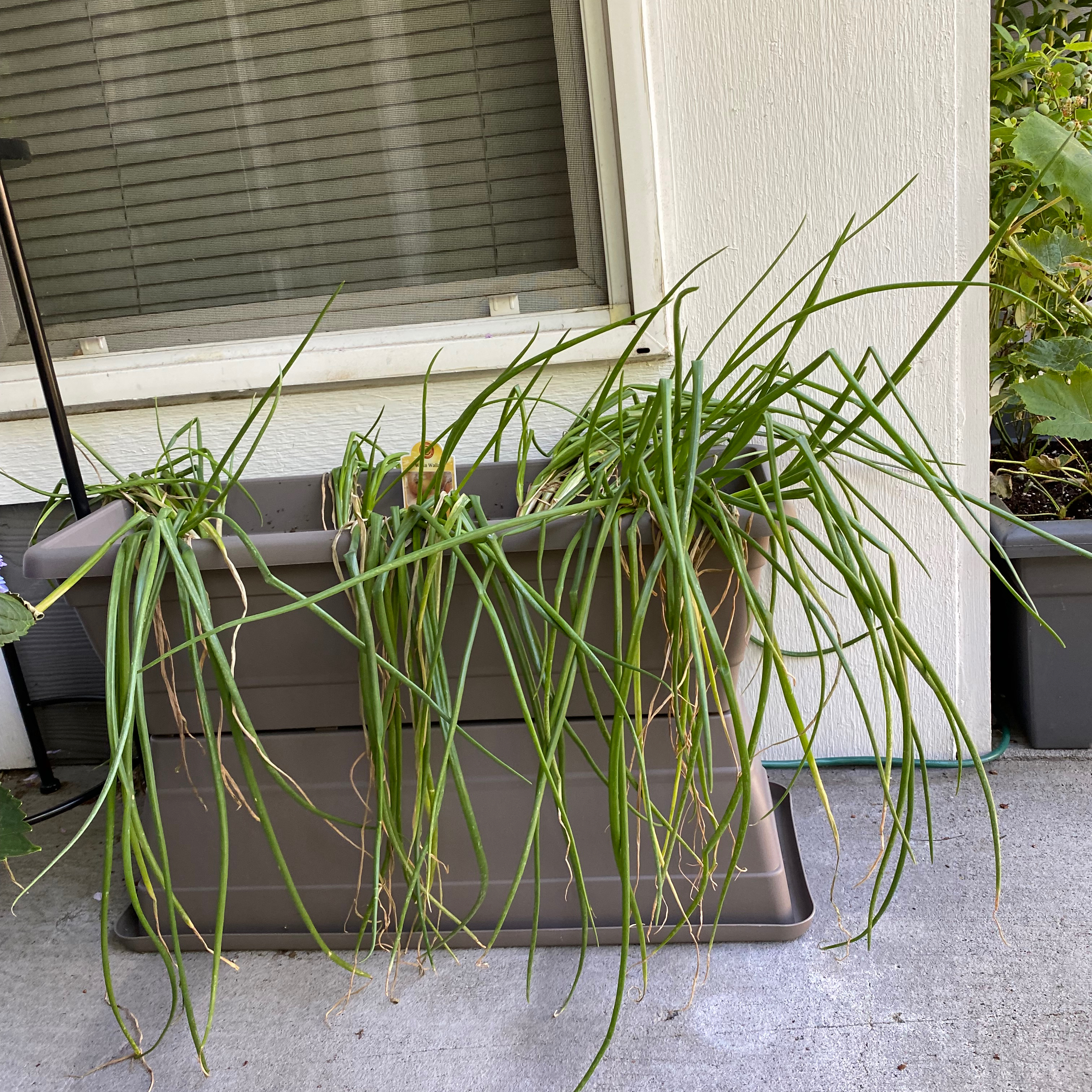 Potted Globe Onion plant with wilting, yellowing, and browning leaves near a window.