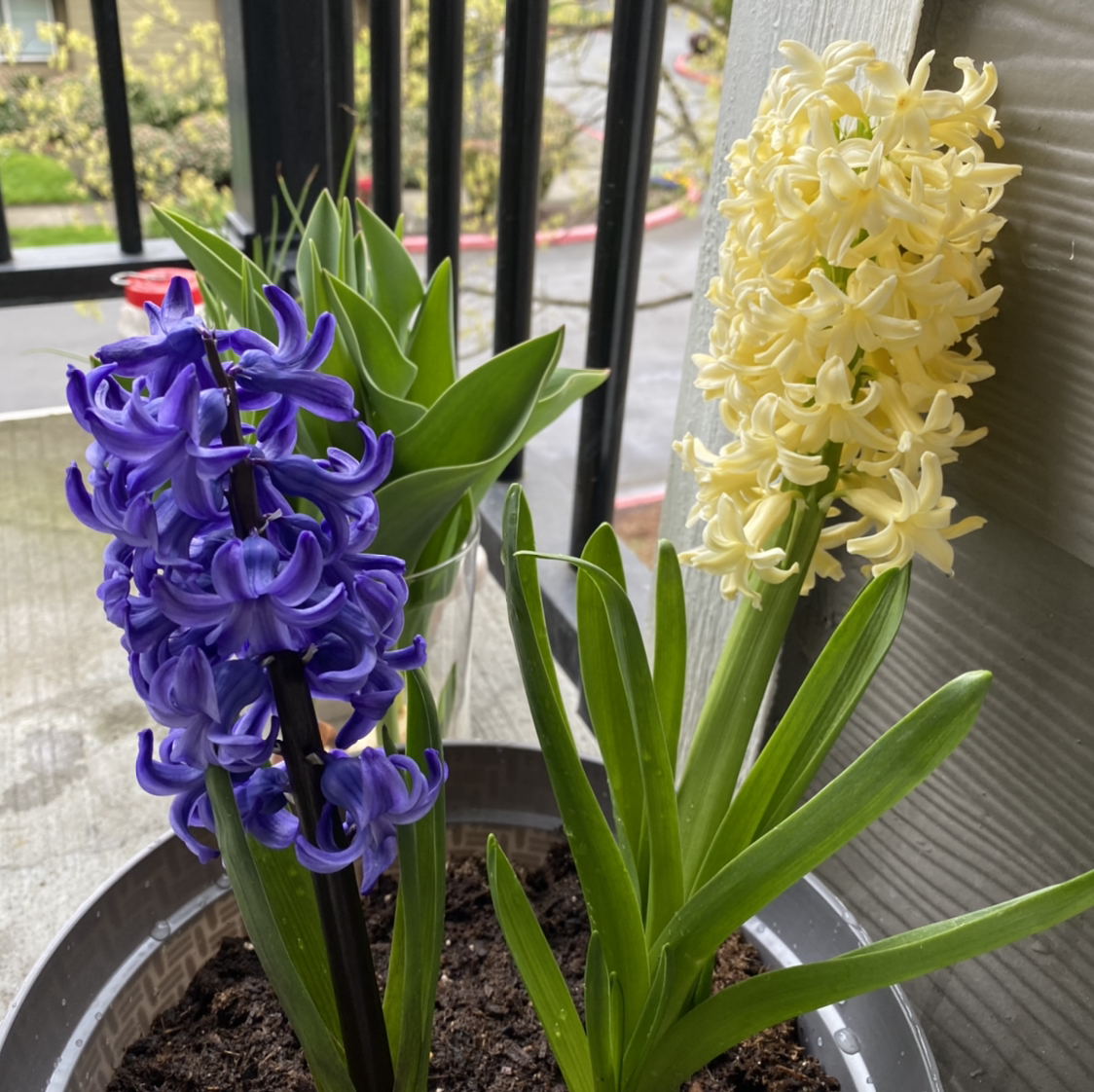 Photo of the plant species Garden Hyacinth by @ayleighk named Hyacinth on Greg, the plant care app