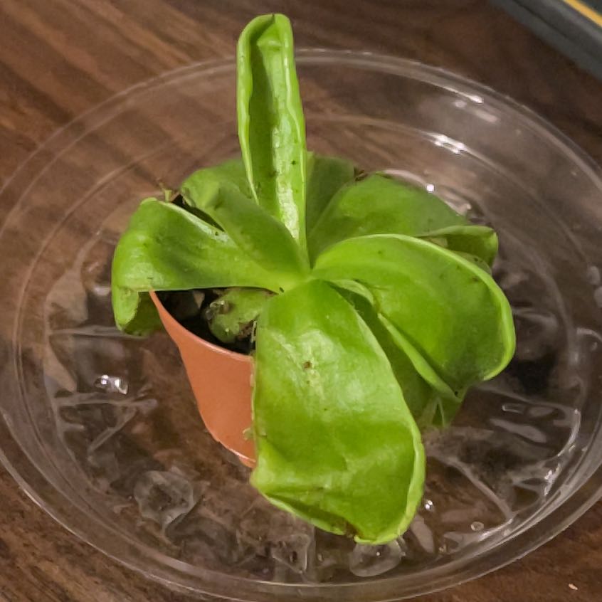 Mexican Butterwort plant in a small pot with green leaves, appears healthy.