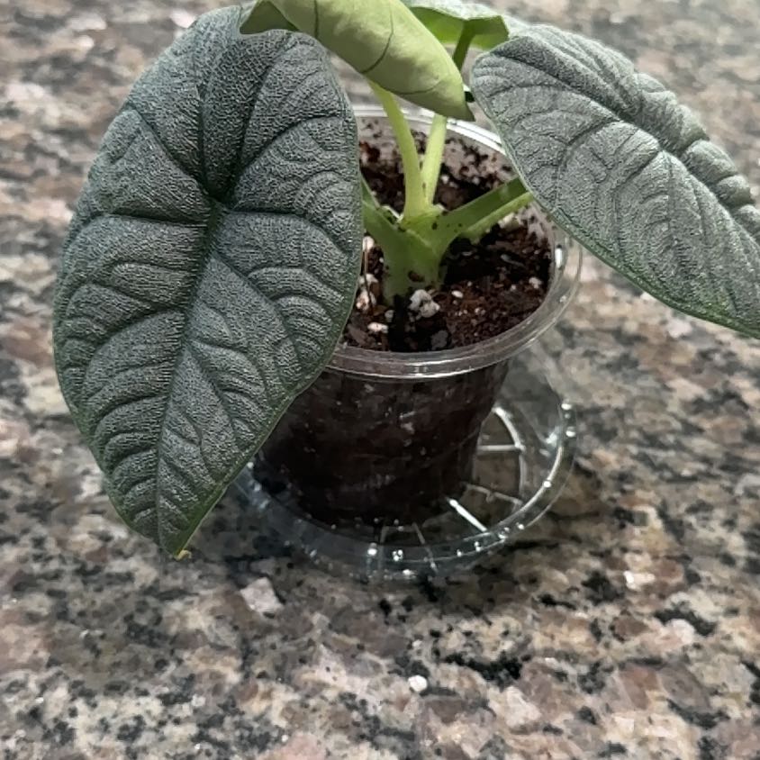 Photo of the plant species Alocasia 'Rugosa' by @selizard named Apollo on Greg, the plant care app