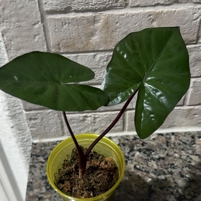 Photo of the plant species Alocasia Yucatan Queen by @selizard named Fernie Saunders on Greg, the plant care app