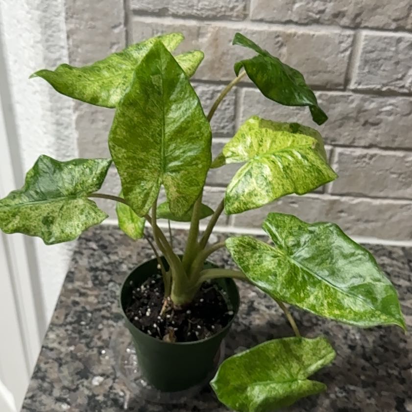 Photo of the plant species alocasia odora by @selizard named Doja Cat on Greg, the plant care app